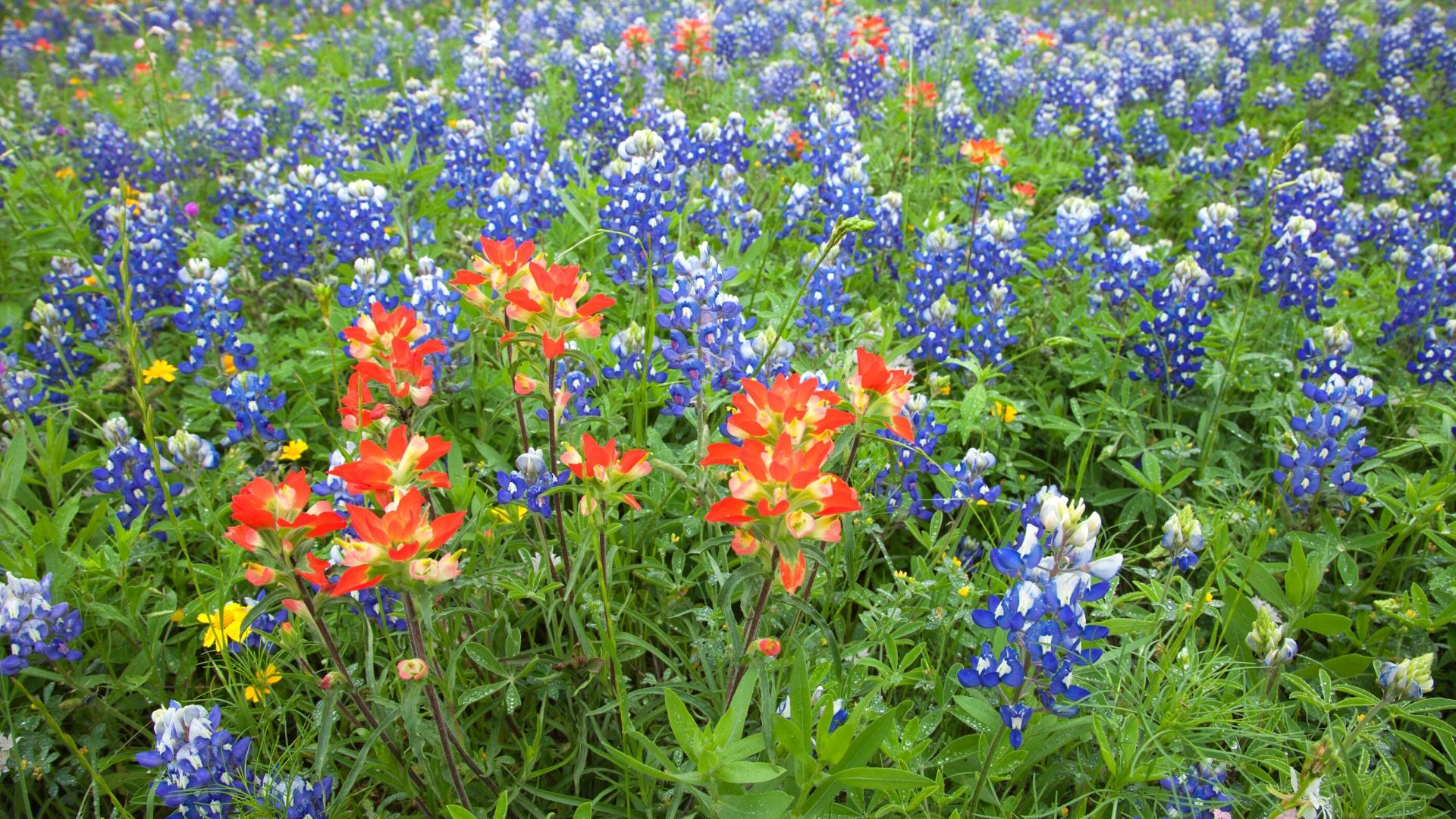 Texas RACA